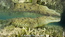 ¨El Niño¨ It is once of the most friendly an famous croco... by Maydel Perez Valle 